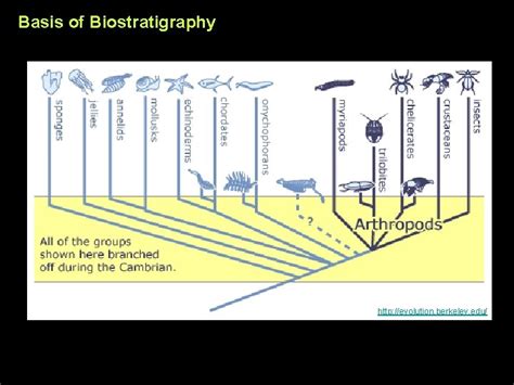 Biostratigraphy Basis of Biostratigraphy Biozones Examples Problems ...