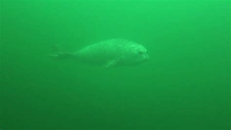 Playful Seal At Ansell Place Youtube