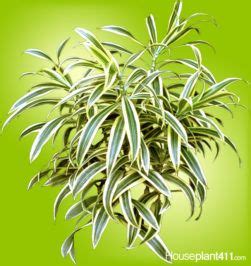 How To Grow A Dracaena Reflexa Song Of India Houseplant 411