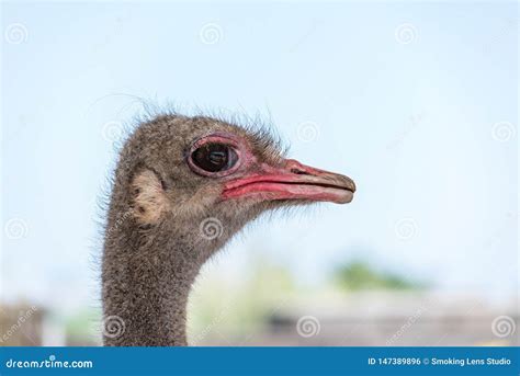 Ostrich face closeup stock photo. Image of long, head - 147389896