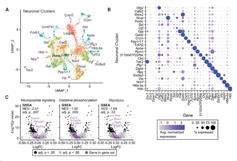 Tamoxifen Induced Gene Expression Changes In Neurons Of The