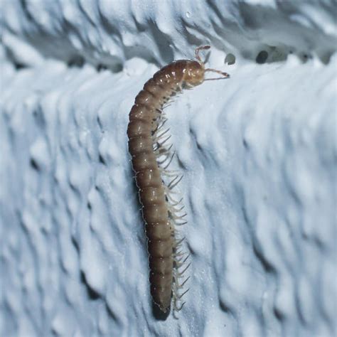 Small Brown Millipede Oxidus Gracilis BugGuide Net