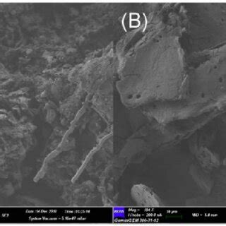 The Kinetics Of Phenol Adsorption By Hydrochar A Pseudo First Order