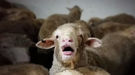 Live Export Workers ‘offered Money To Film Distressed Sheep The