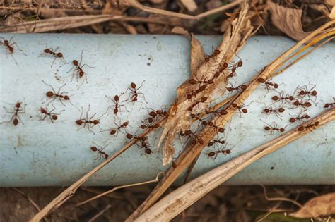 Formiche In Casa Prova Questi Rimedi Fai Da Te Per Allontanarle