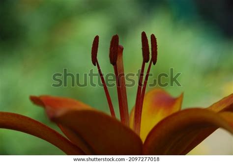 Lanceolate Lily Orange Color Side View Stock Photo