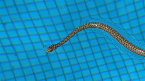 Snake Swimming In Swimming Pool Stock Footage Video 927130 Shutterstock