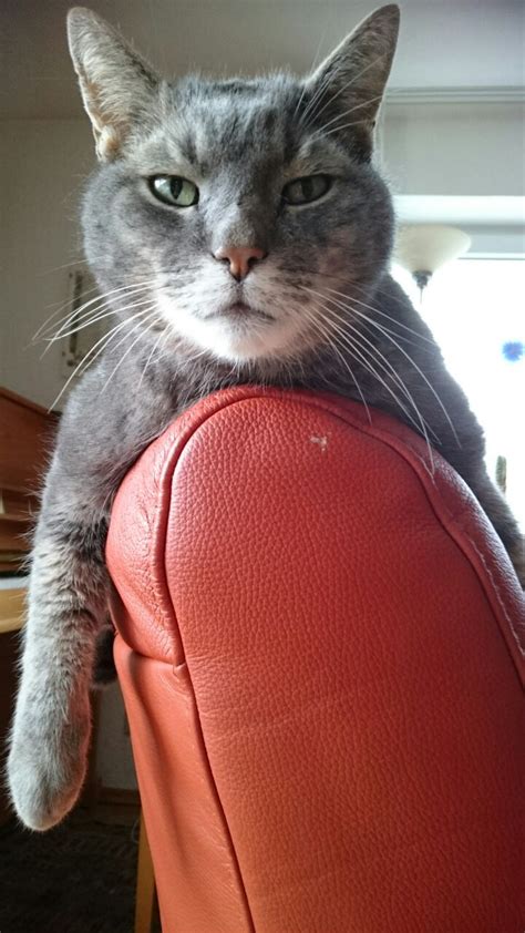 My 15x Year Old Kitty Looking Unimpressed As Always Rcats