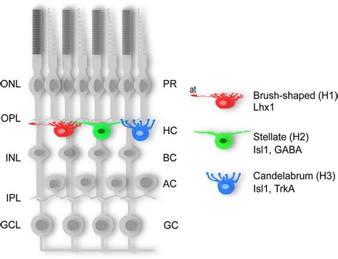 Horizontal And Amacrine Cells