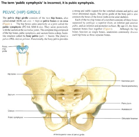 What Is Pubic Symphysis