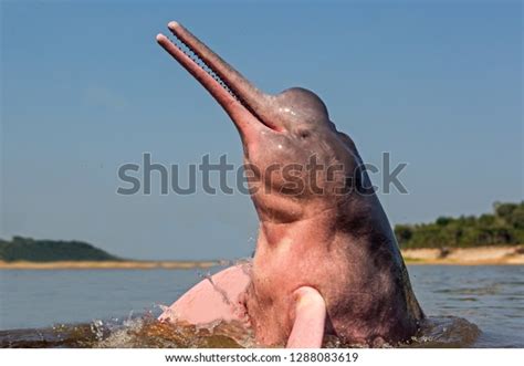 Boto Amazon River Dolphin Stock Photo (Edit Now) 1288083619