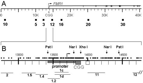 Diagram of the FMR1 gene locus. (A) A 40 kb region containing part of ...