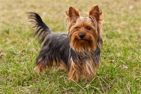 Yorkshire Terrier | Dog Breed Health