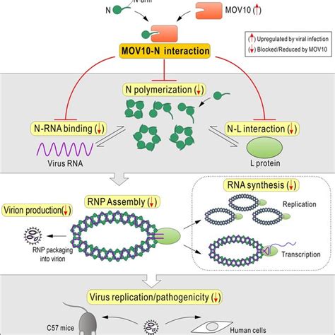 Mov Strongly Interacts With The N Proteins Of Sftsv And Related