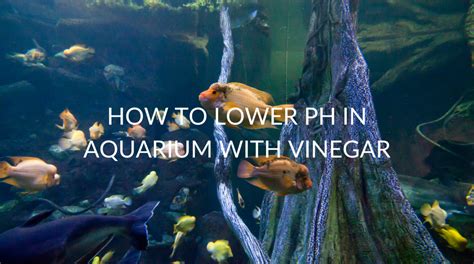 How To Lower Ph In Aquarium With Vinegar Betta Care Fish Guide