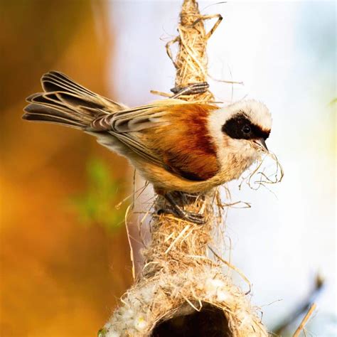 11 Birds That Build Beautiful Hanging Nests With Photos Bird Nature