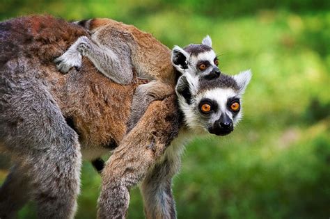 Lemurs Lemur Koala Bear Mothers Love