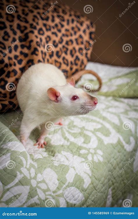 Fancy Pet Rat Sofa Stock Image Image Of Climbing Eyes 145585969