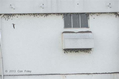 Black-nest Swiftlet colony « Con Foley Photography