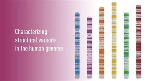 A thorough characterization of structural variants in human genomes