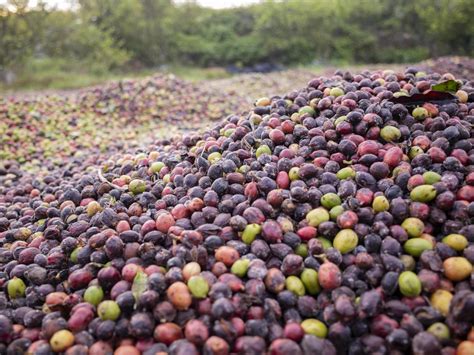 coffee cherry at coffee farm 5345687 Stock Photo at Vecteezy