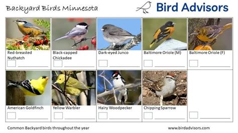 Top 31 Backyard Birds In Minnesota (Free ID Chart)