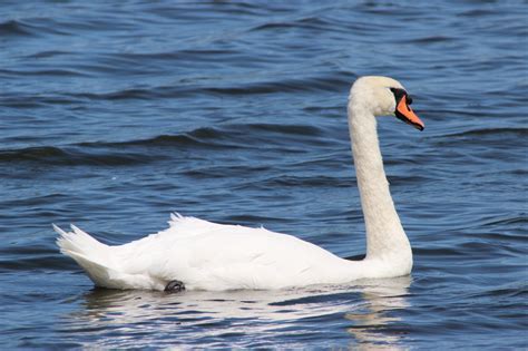 Mute Swan – Feathered Focus