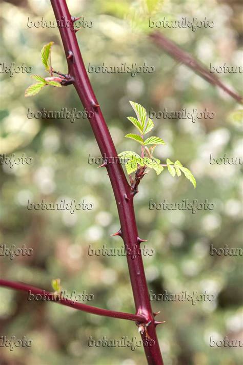 Images Mysore Raspberry Images Of Plants And Gardens Botanikfoto