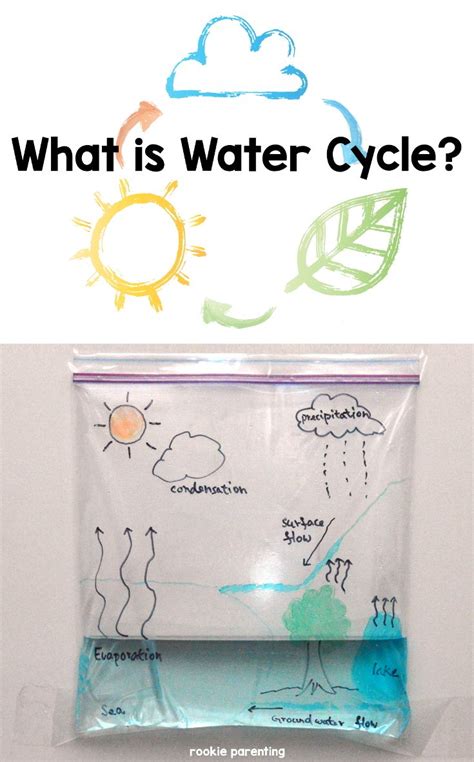 Water Cycle | Science experiments kids, Science for kids, Science projects