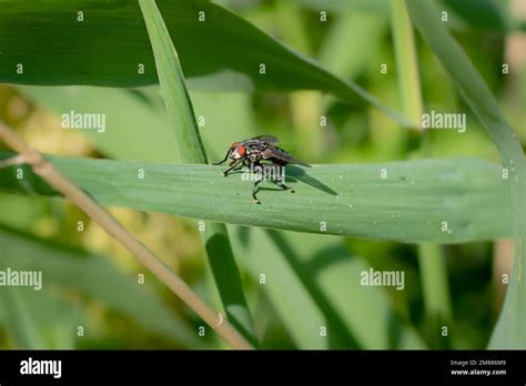 A Flesh Fly On A Leaf With Large Red Compound Eyes Proboscis And Big