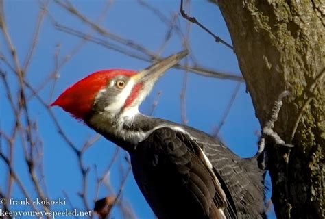 Photos from another hike in the Susquehanna Wetlands in Luzerne County ...