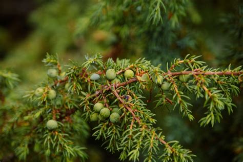 Discover 7 Captivating Creeping Juniper Varieties