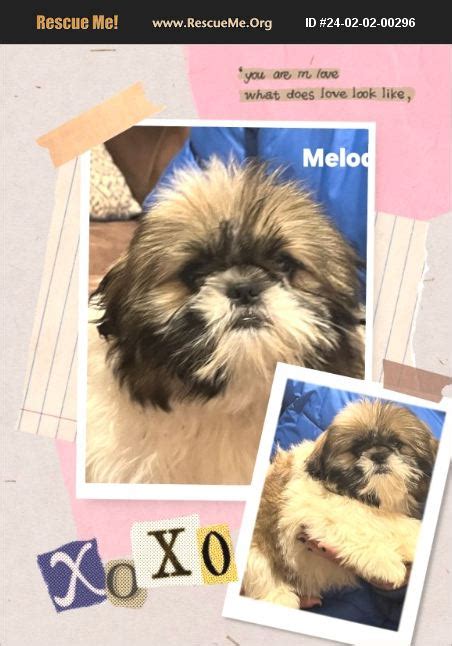 ADOPT 24020200296 Shih Tzu Rescue Lakeview CA