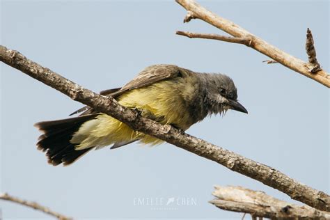 Cassin S Kingbird Tyrannus Vociferans Emilie Chen Flickr