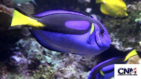 Blue And Yellow Tropical Fish