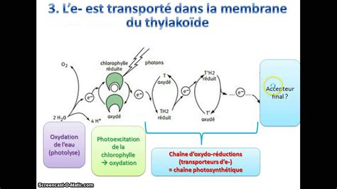 Tp Spé Svt Phase Photochimique Photosynthese