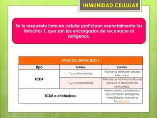 Respuesta Inmune Humoral Y Celular PPT