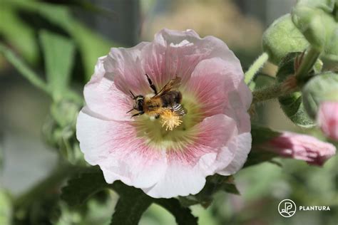 Hummelfreundliche Pflanzen 10 für den Garten Plantura