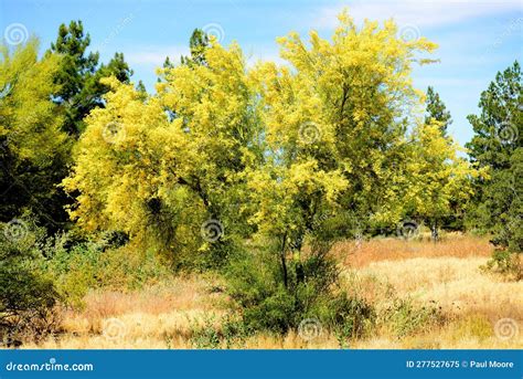 Palo Verde Tree Sonora Desert Spring And In Bloom Stock Image Image