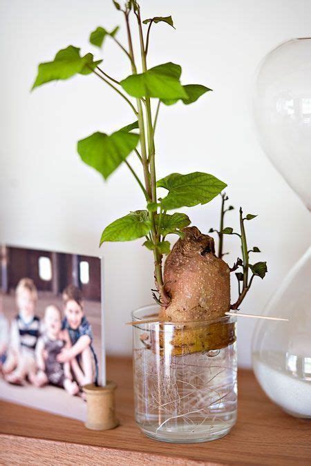 Can Sweet Potato Vine Grow In Water