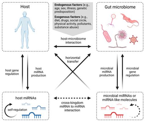 IJMS Free Full Text Cross Kingdom Interaction Of MiRNAs And Gut