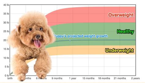 Toy Poodle Weight+Growth Chart 2024 - How Heavy Will My Toy Poodle Weigh? | The Goody Pet