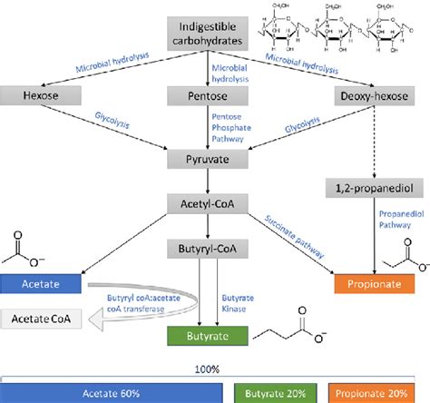 Overview Of The Pathways Of Bacterial Fermentation Resulting In The