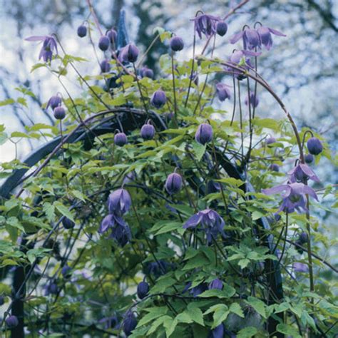 Downy Clematis Fine Gardening