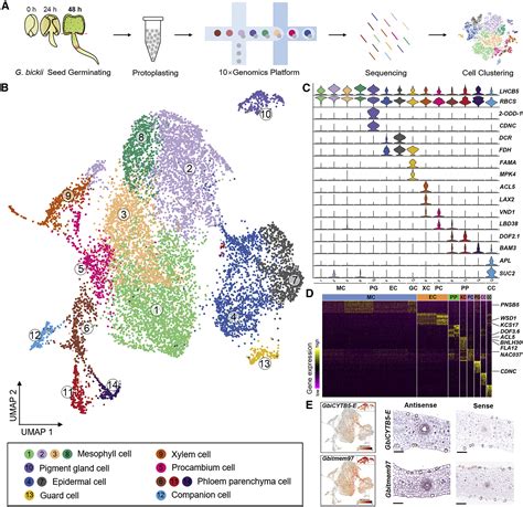 Single Cell Transcriptomic Analysis Reveals The Developmental