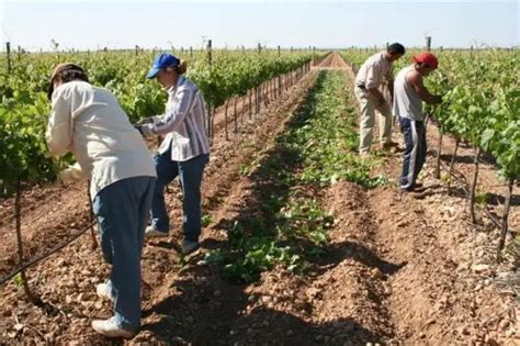 Qué es Agrario Su Definición y Significado 2021