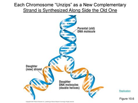 The Structure And Function Of Dna Chapter Ppt Download