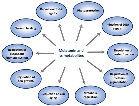 IJMS Free Full Text Protective Role Of Melatonin And Its