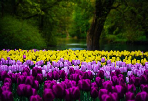 Marvelous Springtime In The Netherlands A Traveler S Guide To The Best