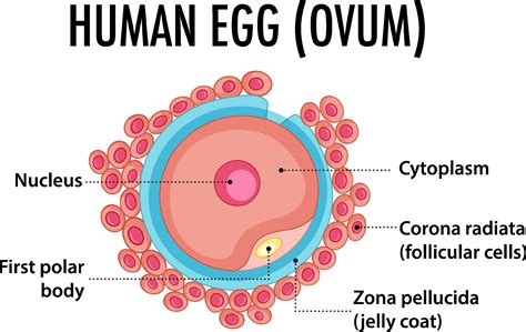 Structure of human egg ovum 6093641 Vector Art at Vecteezy